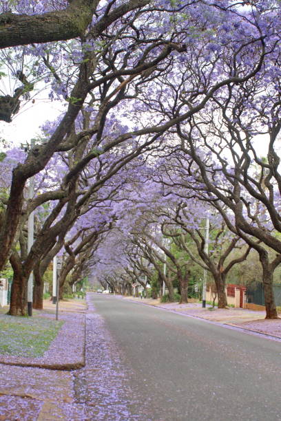 istock Canopy of blooming jacaranda trees 1190250427