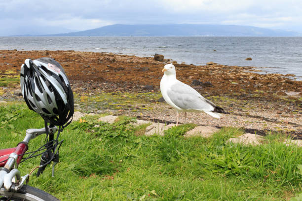 In te picture we can see a part of a bike with a hement hanging on it. Next to it there is a seagull. In the background we can see a beach.