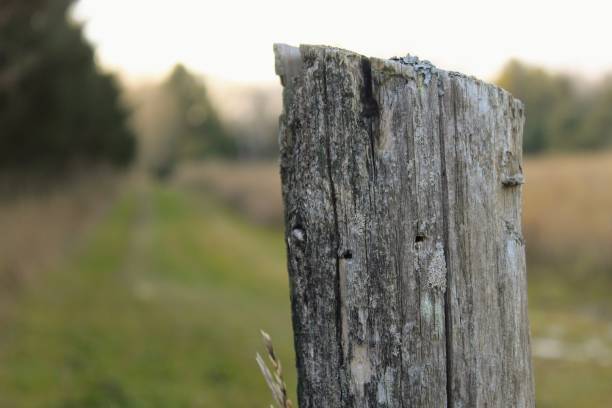 istock Close Up Of Round Lumber 1190251675