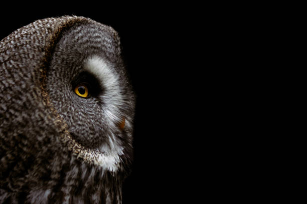 Close up image of a barred owl, injured in the wild, now used as an educational bird at a nature center.