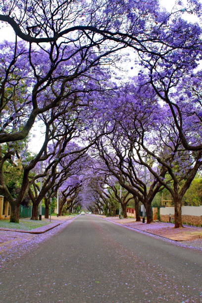 istock Canopy of blooming jacaranda trees 1190252674