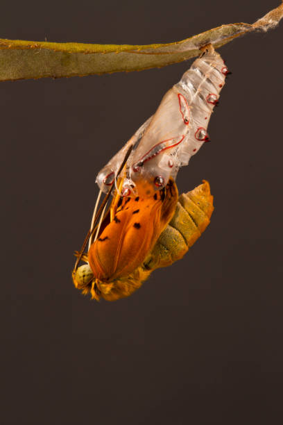istock amazing moment about butterfly change form chrysalis 1190252992