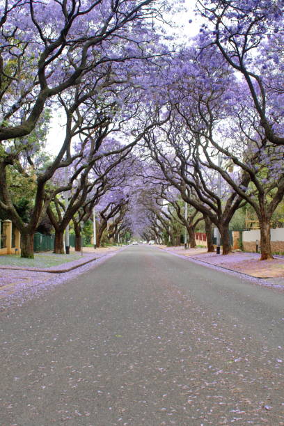 istock Canopy of blooming jacaranda trees 1190253030
