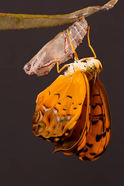 istock amazing moment about butterfly change form chrysalis 1190253384
