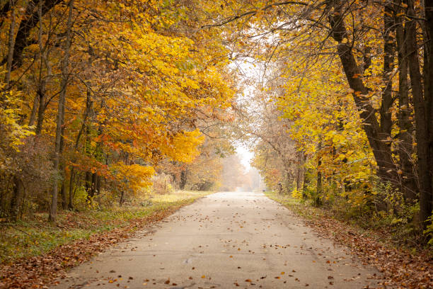 istock Country Road with Autumn Trees. 1190253698