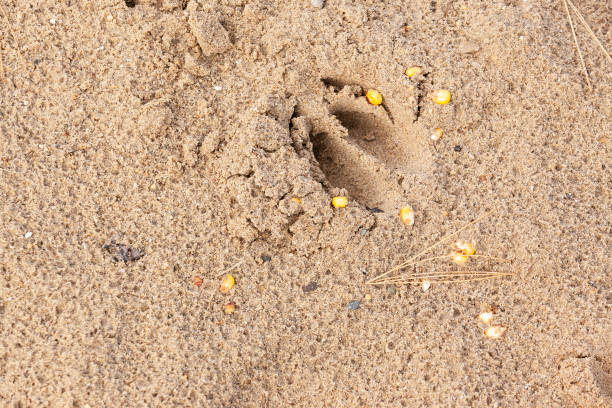 istock Deer Hoof Print 1190254245