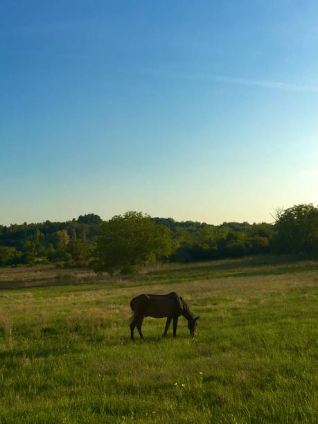 istock Black horse on meadow 1190254277