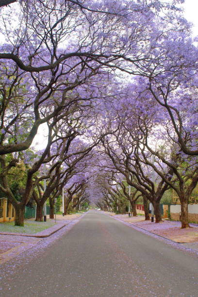 istock Canopy of blooming jacaranda trees 1190254354
