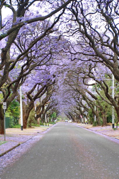 istock Canopy of blooming jacaranda trees 1190256239