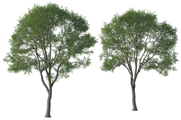 istock Pair of green Elm trees isolated on white, 3d render. 1190256342