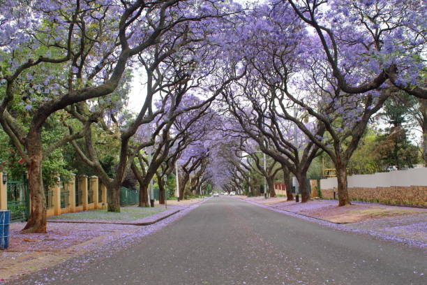 istock Canopy of blooming jacaranda trees 1190256666