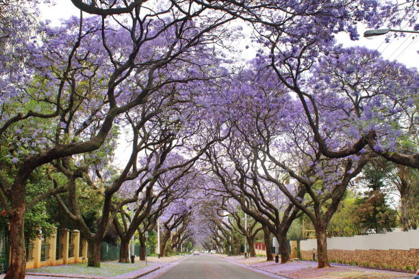 istock Canopy of blooming jacaranda trees 1190260534