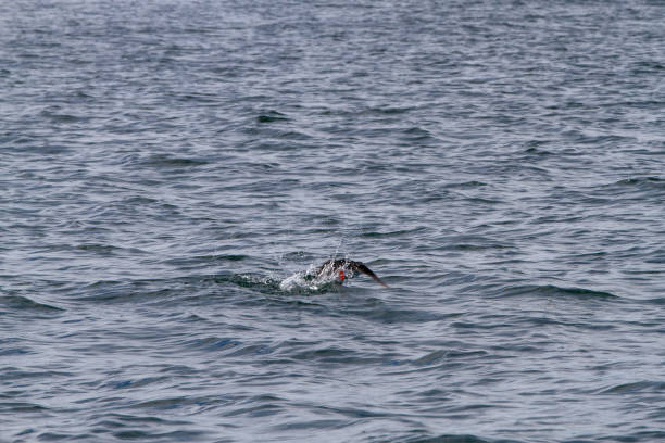 istock Birds in Farne Islands, UK 1190260858