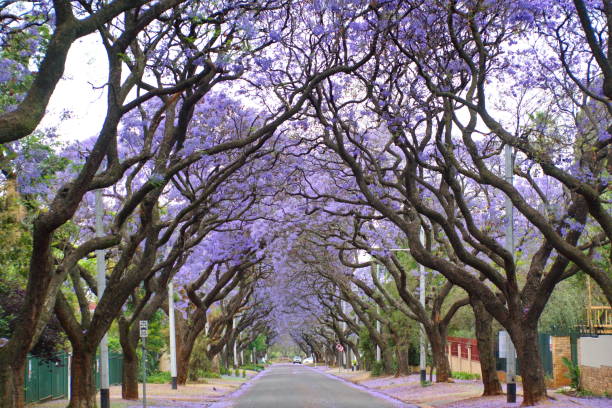 istock Canopy of blooming jacaranda trees 1190262099