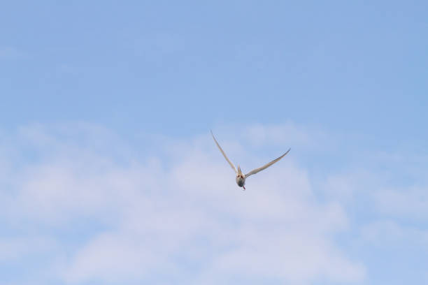 istock Birds in Farne Islands, UK 1190263352