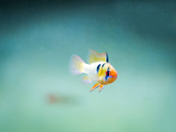 istock ram cichlid (Mikrogeophagus ramirezi) in a fish tank 1190264286