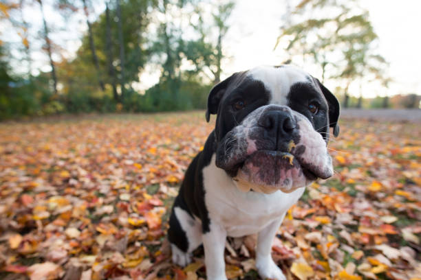 istock Autumn Bulldog 1190264333