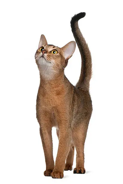 Photo of Front view of Abyssinian cat, standing and looking up