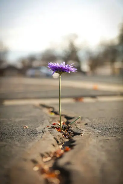 Flower growing out of asphalt