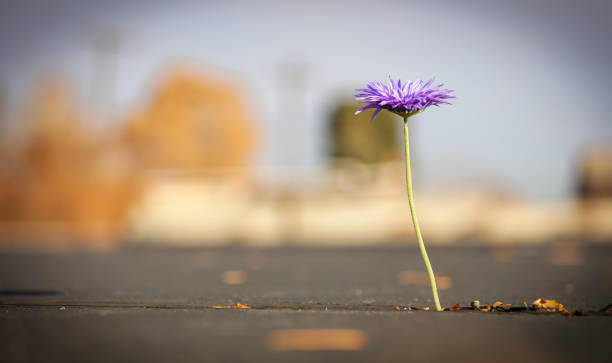 Flower growing out of asphalt