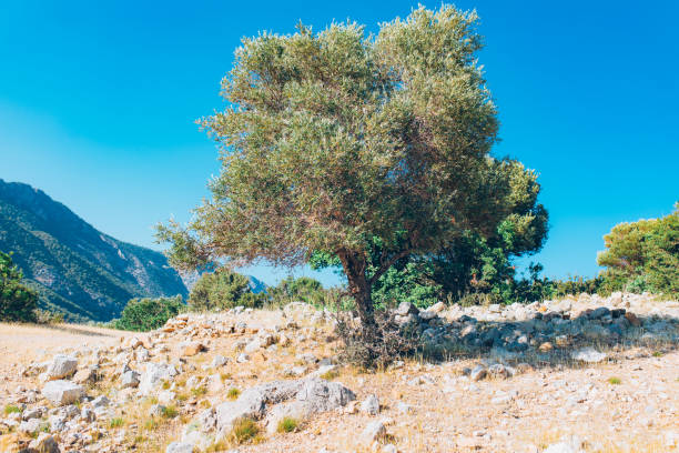 istock Olive tree under the blue sky in mediterranean turkey. 1190266647