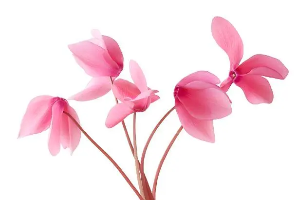 Photo of pink cyclamens in small posy