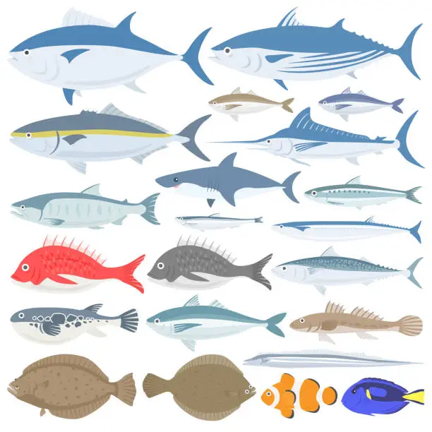 Vector illustration of Sea fish illustration set.