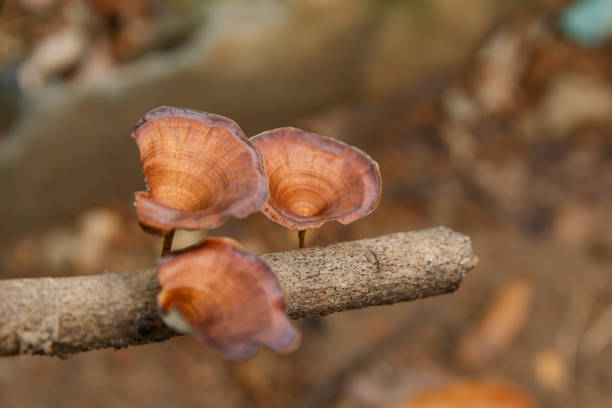 istock Brown mushroom Microporus xanthopus  Fr. Kuntze on tree branch 1190270359