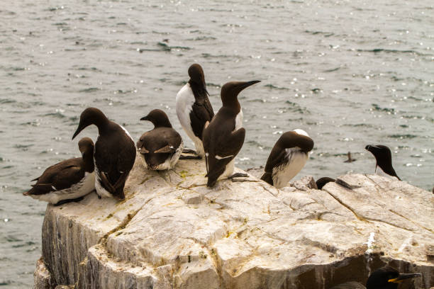 istock Birds in Farne Islands, UK 1190271135