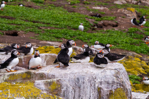 istock Puffins in Farne Islands 1190271150