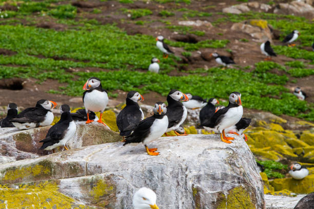 istock Puffins in Farne Islands 1190271230