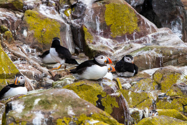 istock Puffins in Farne Islands 1190271282