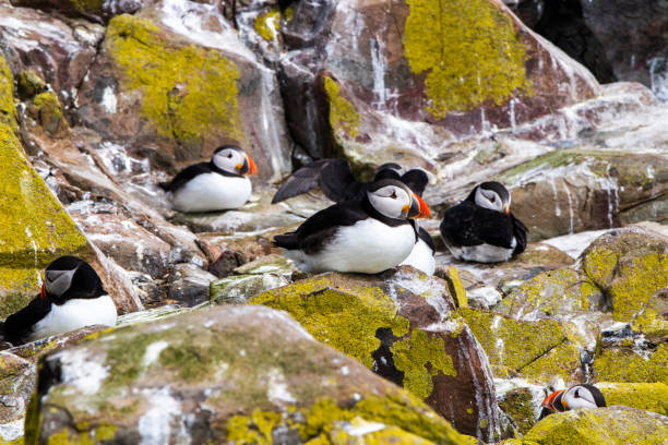 istock Puffins in Farne Islands 1190271299