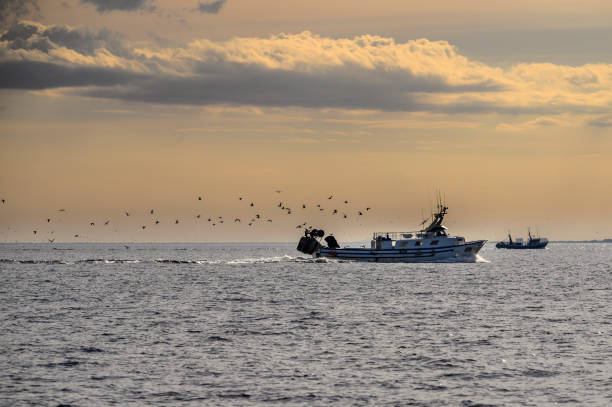 istock Fishing boats followed by seagulls_Spain 1190272921