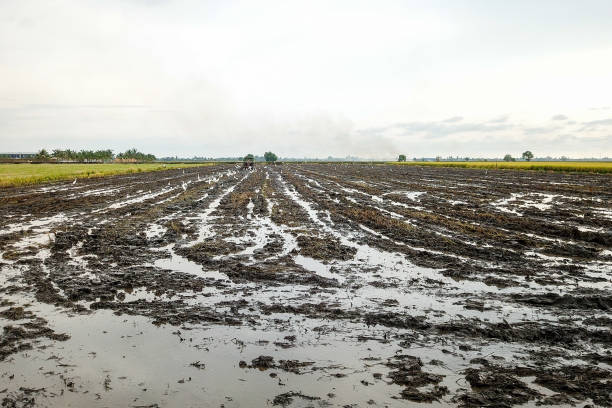 istock Agriculture: Paddy Field in Sekinchan, Selangor Malaysia 1190274241