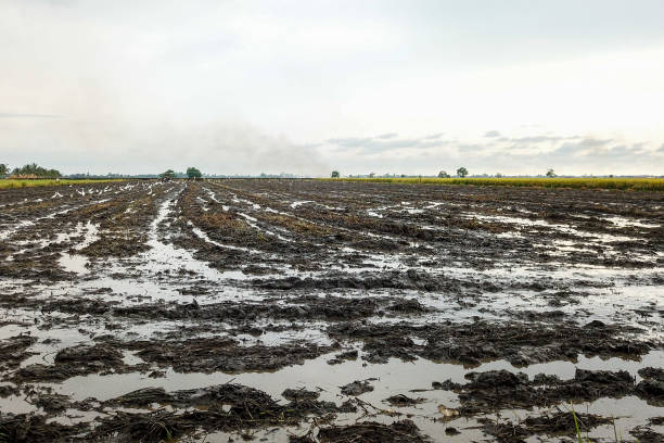 istock Agriculture: Paddy Field in Sekinchan, Selangor Malaysia 1190274322