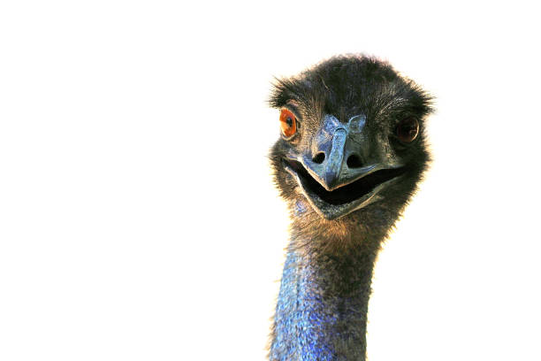 istock Ostrich emu isolated on white background 1190274340