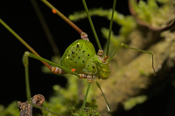 istock Harvestman from Atlantic rainforest, Brazil 1190274686