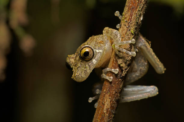Tree frog Ololygon littoralis from Atlantic rainforest, Brazil stock photo