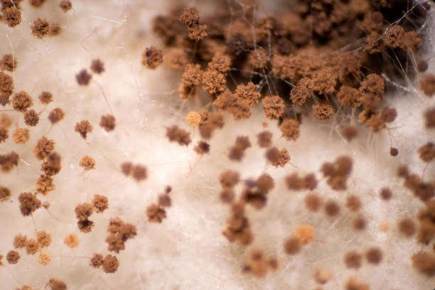 istock Bread mold fungi under the microscope for education. 1190275539