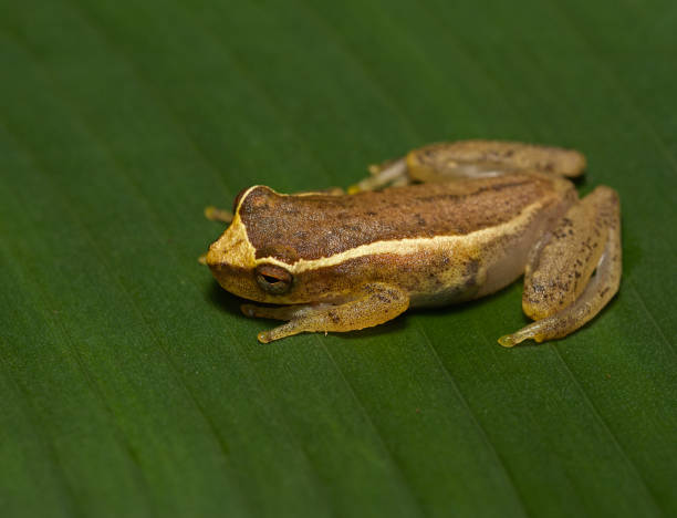 Tree frog Dendropsophus elegans from Atlantic Rainforest, Brazil stock photo