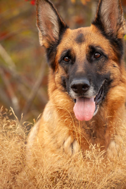istock German shepherd closeup in summer on nature 1190275784