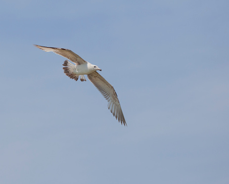 A wild, juvenile Caspian Gull,  Larus cachinnans, against a clear, blue sky. Plenty of copy space.