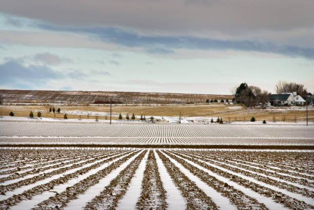 Cold Farm Field Resting During the Winter Farm rows sit under the winter snow in front of a hill with a house on top under a cold, cloudy sky. idaho photos stock pictures, royalty-free photos & images