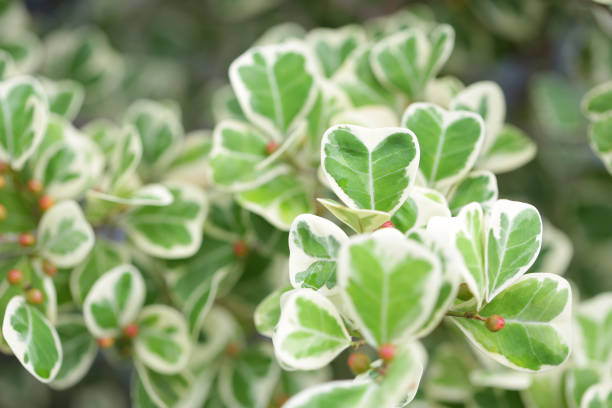 istock Ficus deltoidea white green leaves plant 1190283421