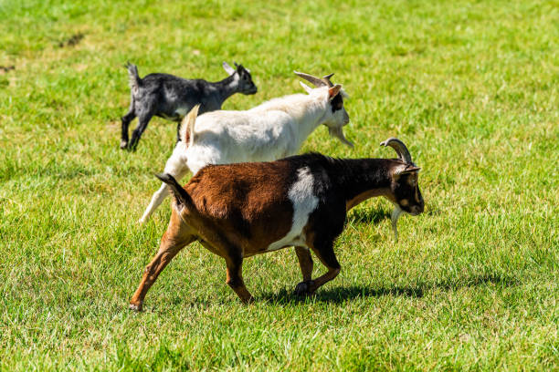 piccole capre nere bianche e marroni che camminano con la barba sull'erba verde a montrose, colorado estate simpatici adorabili animali da fattoria da vicino - uncompahgre national forest foto e immagini stock