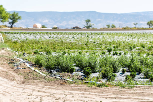 filas de plantas de cáñamo medicinal verde que crecen en la granja en montrose o delta, colorado durante la vista del paisaje de verano 2019 - uncompahgre national forest fotografías e imágenes de stock