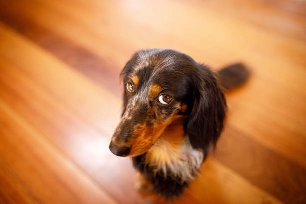 有罪の顔を持つかわいい犬 - dachshund ストックフォトと画像