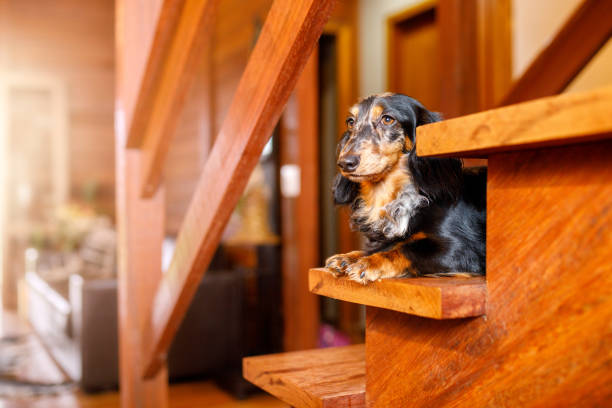 istock Cute dog standing on stairs 1190285376