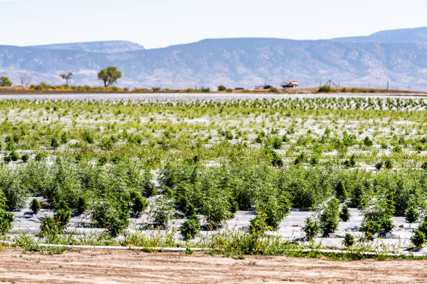 filas de plantas de cáñamo verde y sistema de riego que crecen en la granja en montrose, colorado durante la vista del paisaje de verano 2019 - uncompahgre national forest fotografías e imágenes de stock